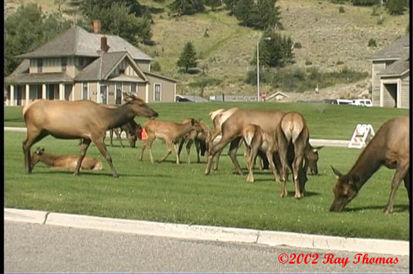 elk03.jpg